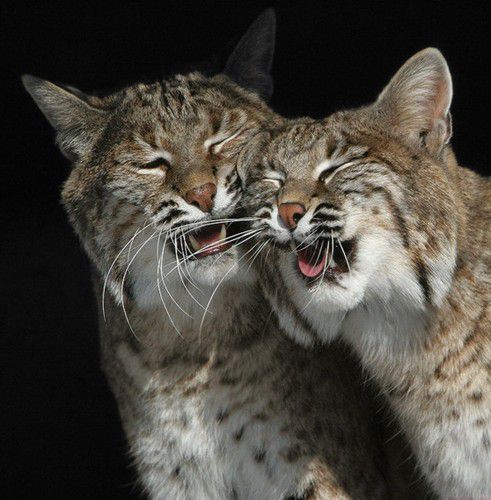 �������� ��������16